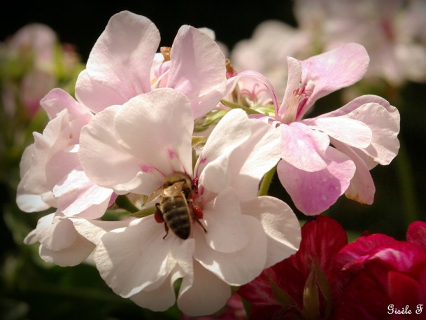 Dédé et ses abeilles | le bon coté des choses